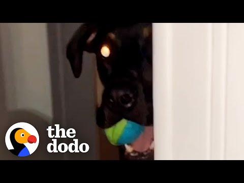 Rescue Dog Stalks His Dad Every Day #Video