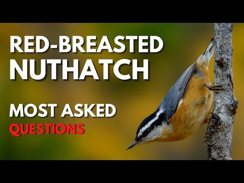 Red-breasted Nuthatch Video | Most asked questions on the internet