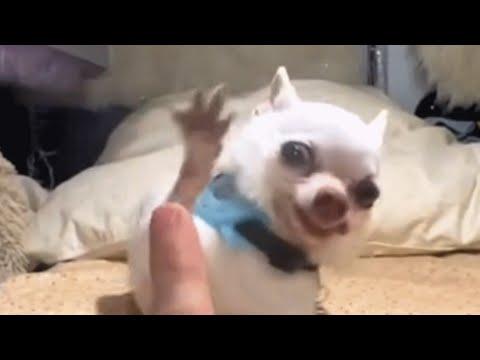 Tiny chihuahua's high five attempts are hilarious #Video