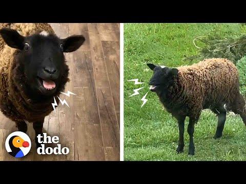 Little Lambs' Screams Sound Like An Alien #Video