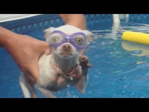 Dogs Love Swimming: Compilation