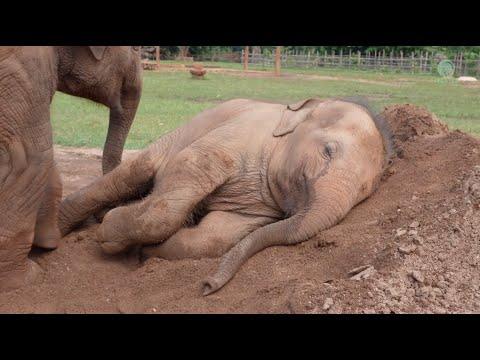 Cute Baby Elephant Pyi Mai Doesn't Want Her Playmate Take A Nap - ElephantNews #Video