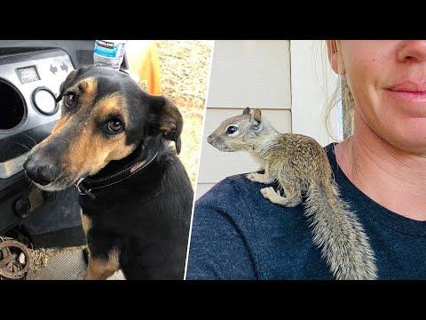 Woman Saves Baby Squirrel That Dog Brought Home #Video