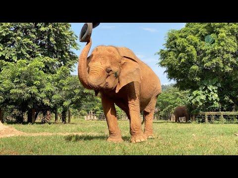 Rescued Elephant Medo Gave Attention to a Tire at The Riverside #Video