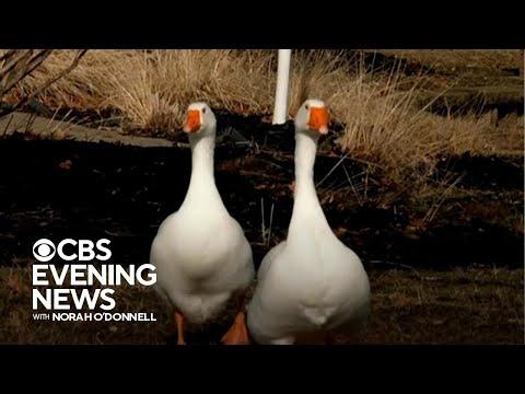 Against the Current: How Two Iowa Geese Overcame Grief Together #Video