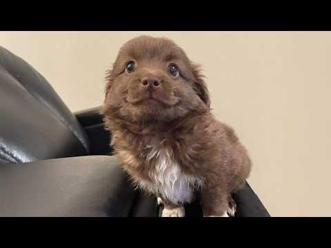 I Can’t Get Enough of These Cute PUPPIES