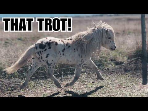 Tiny old horse is feeling good! - What the heck am I feeding him!? #Video