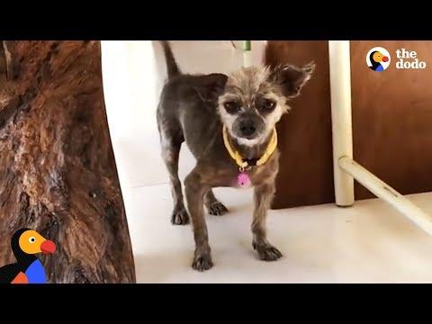 Dog's Hair Transformation Is Surreal - BENJI  | The Dodo