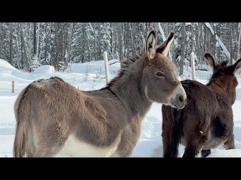 Donkeys and horse vs Snowman: The Ultimate Snowdown! #Video