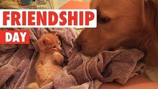 International Day of Friendship | Funny Unlikely Pet Friendship Video Compilation 2017
