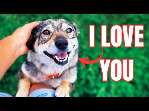 If Your Dog Does THIS, They’re Truly Bonded to You! #Video
