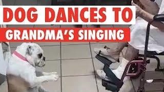 Dog Dances to Grandma's Singing
