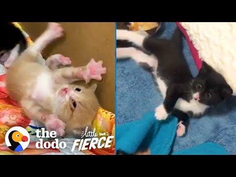 Watch These Teeny Wobbly Kittens Never Give Up | The Dodo Little But Fierce