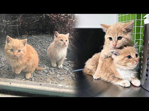 Hungry Stray Kittens Peered Through The Window And Huddled Together #Video