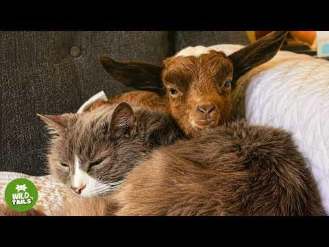 This Baby Goat Was Raised By A Cat — And Now She Thinks She’s A Kitten #Video