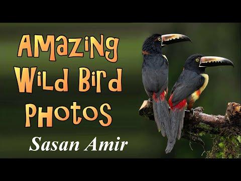 Amazing Wild Bird Photographs By Sasan Amir #Video