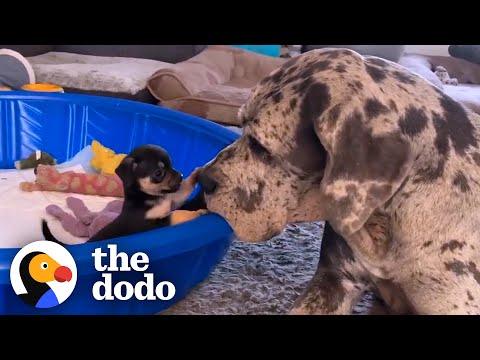 Giant Great Dane Has Raised Hundreds of Tiny Puppies and Kittens #Video