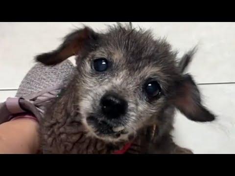 Dumped senior dog's heartbreaking cry #Video