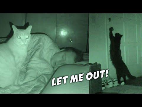 What Do My Cats Do When I’m Asleep? #Video