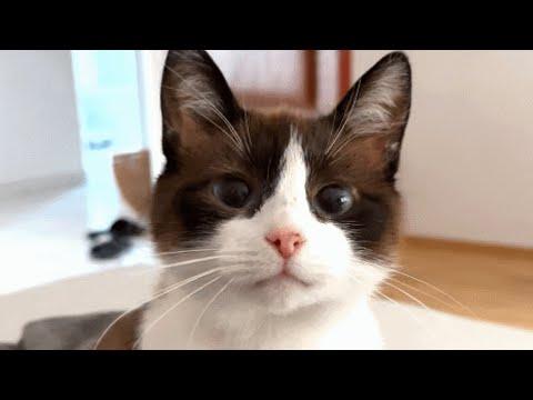 Sweet cat is trying desperately to fit in, find a home #Video