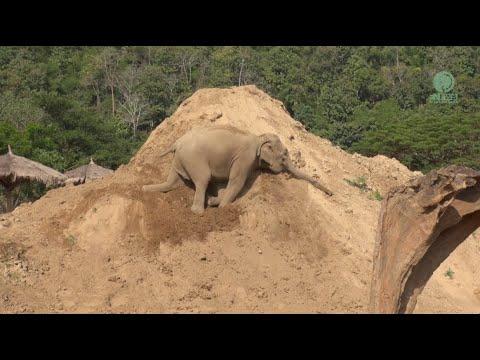 Mud Piles Turn into an Elephant Playground! - ElephantNews #Video