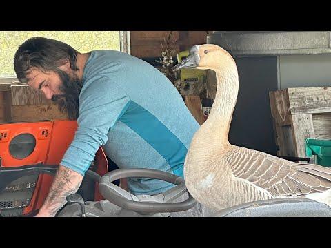 Goose seems to think he's human #Video