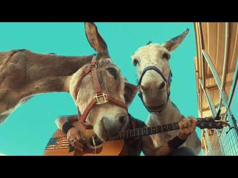 Hazel the donkey is feeling nostalgic. Donkey loves the classic songs of the 1970’s #Video