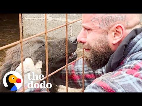 Guy Rescues Hundreds Of Dogs From City Shelters #Video