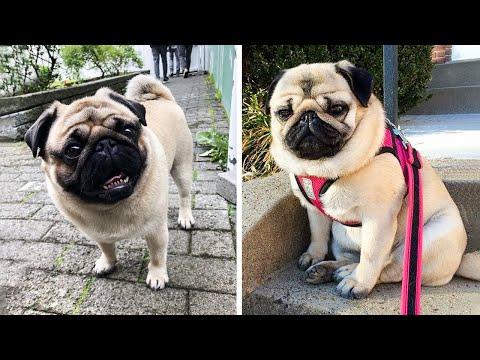 AWW SOO Cute and Funny Pug Puppies - Funniest Pug Ever #18 #Video