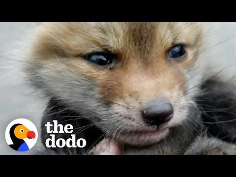 Two Orphaned Baby Foxes Go Nuts When They Meet For The First Time #Video