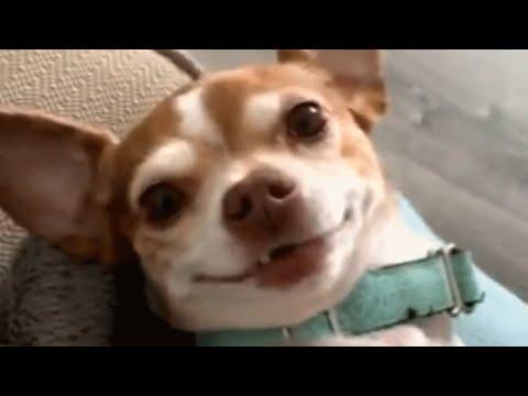 Chihuahua living his best life after proving vets wrong #Video