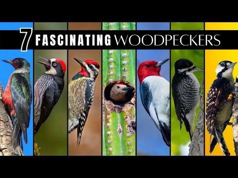 7 Fascinating & Unusual Woodpeckers of North America #Video