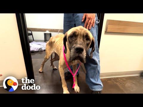 Skinny Dog Completely Transforms #Video