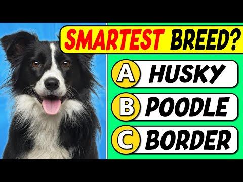 Are You a Dog Expert? | 40 Question Quiz for TRUE Dog Lovers #Video