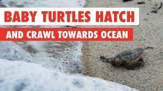 Baby Turtles Hatch and Crawl Towards the Ocean