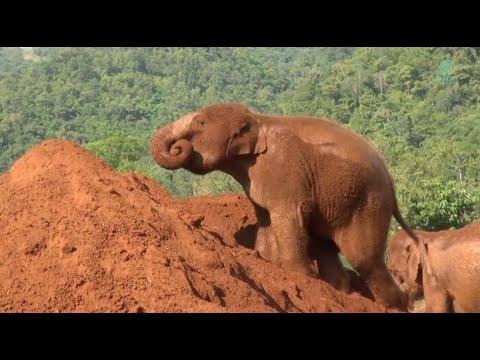 Let's Fun With Jai Dee Family Playful Time In Red Dirt And Mud - ElephantNews #Video