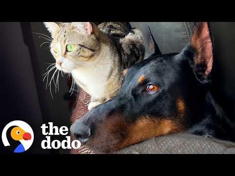 Gentle Giant Doberman Finds Stray Kittens And Adopts Them #Video