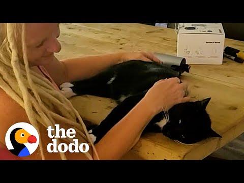 Neighbor Cat Insists On Having Sleepovers With This Couple #Video