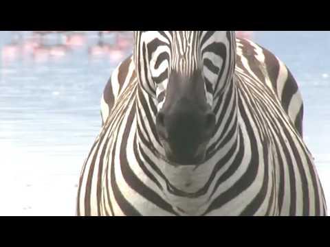 The Real Reason We Don't Ride Zebras  #Video
