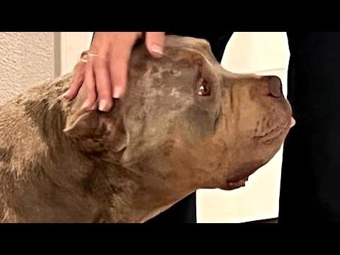 Dog can only make right turns due to unusual condition #Video