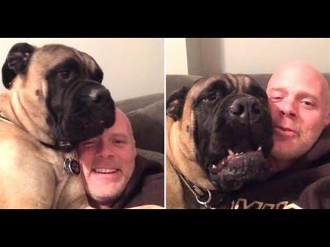 Huge Dog Hates His Human's Horrible Holiday Singing