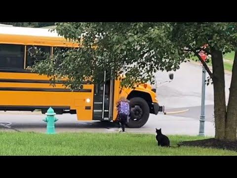 Cat drops friend at school bus every day #Video #Video