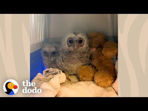 Fluffy Owlets Grow Big and Strong to Return to Wild  #Video