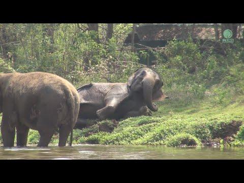 Former Elephant In The Zoo And Her Life After Rescued - ElephantNews #Video