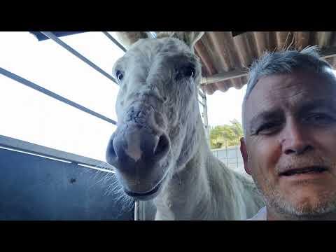 Barry - drama donkey - and avenate fairies! #Video