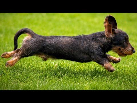 The Zoomies Took Over. | Teddy the Dachshund #Video