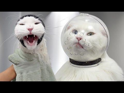 This Has Got to Be The Funniest Maine Coon Cat that Ever Lived #Video