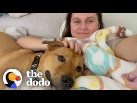 Woman Decides To Foster A Dog For The First Time...