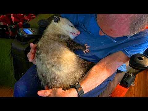 You’ve Officially Won At Life When Animals Love You! #Video