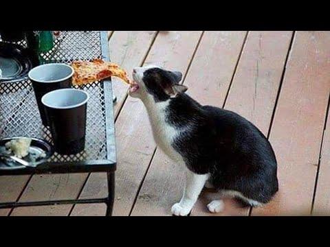 Funniest Cats And Dogs Videos - Best Funny Animal Videos 2024 #Video